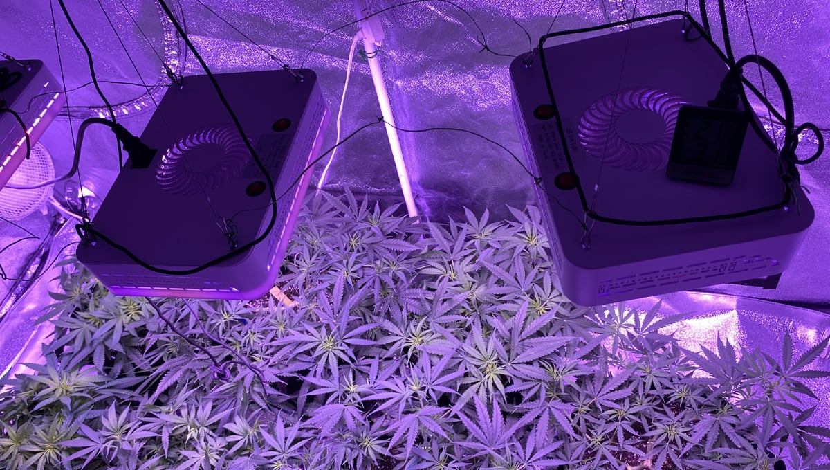 Can You Grow Autoflowers with LEDs? Fast Buds