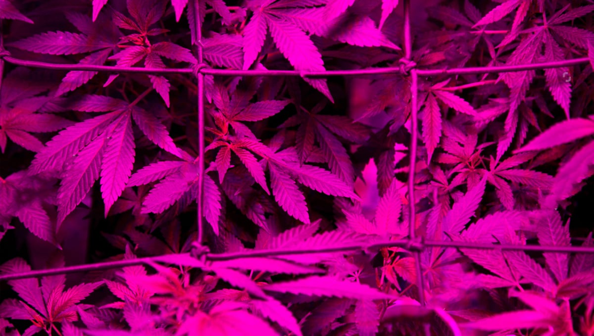 Can You Grow Autoflowers With LEDs? | Fast Buds