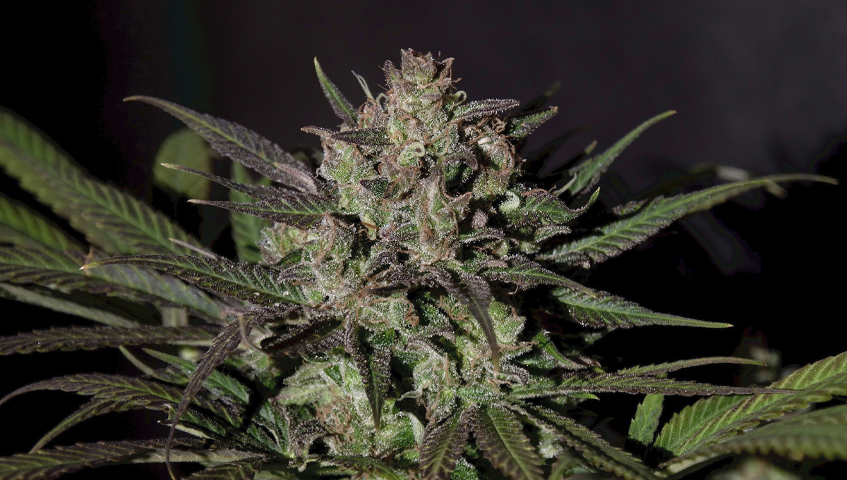 Fattening Up Your Buds For Your Best Harvest Yet | Fast Buds