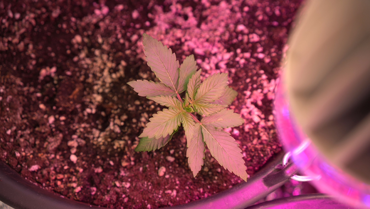 Can You Grow Autoflowers with LEDs? Fast Buds