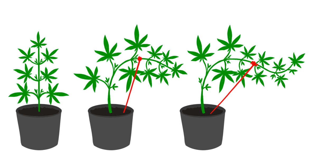 Как контролировать рост марихуаны лечение свойства конопли