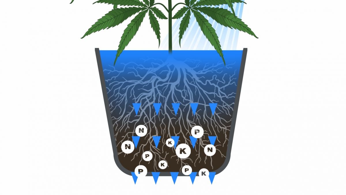 Wann Ist Der Beste Erntezeitpunkt? - Fast Buds Autoflowering Hanfsamen