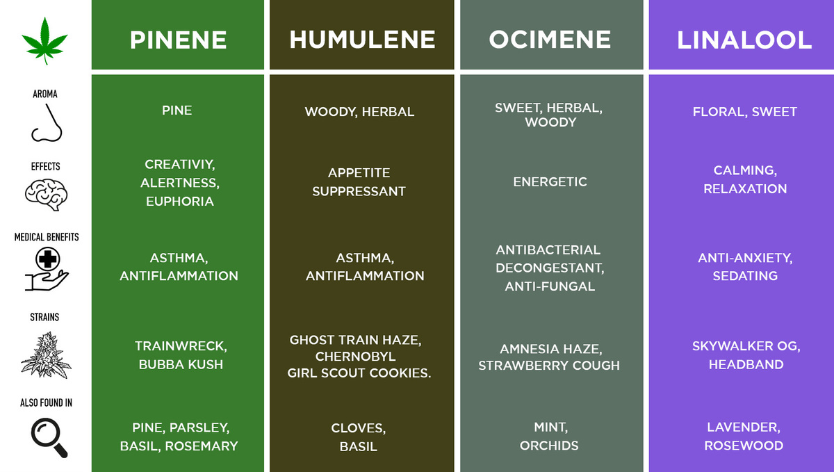 What are Terpenes and Their Effects in Cannabis Fast Buds