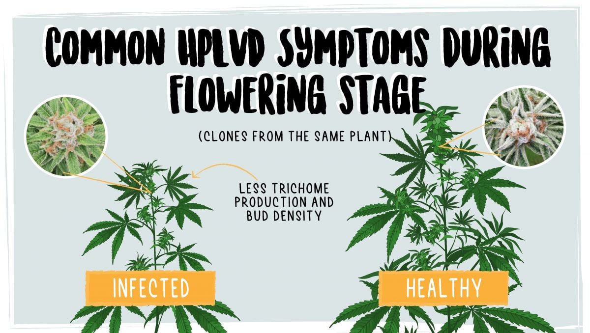 What Is The Hop Latent Viroid (HpLVd) and How To Treat It | Fast Buds