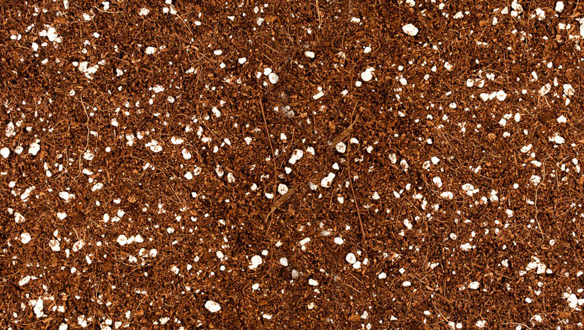 Best Feeding Schedule for Autoflowering Plants Fast Buds