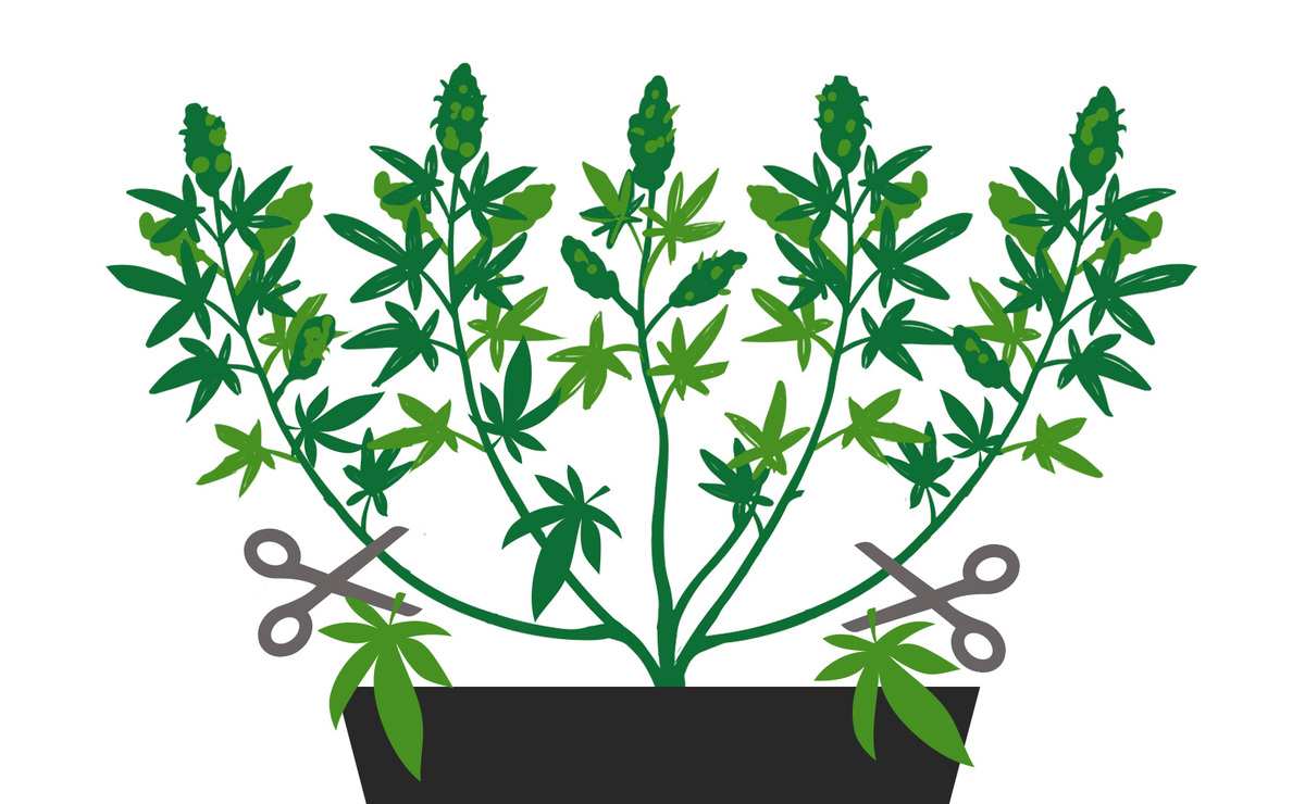 What are Popcorn Buds and How to Avoid Them Fast Buds