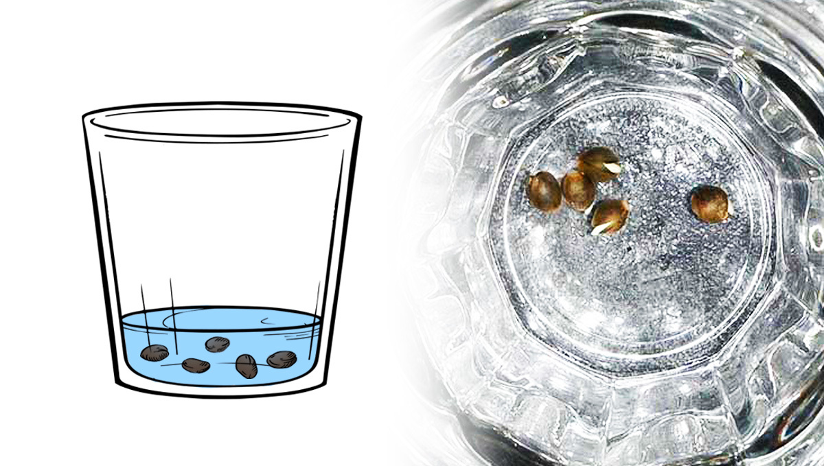 How To Grow Autoflowering Cannabis Outdoors TEST Fast Buds