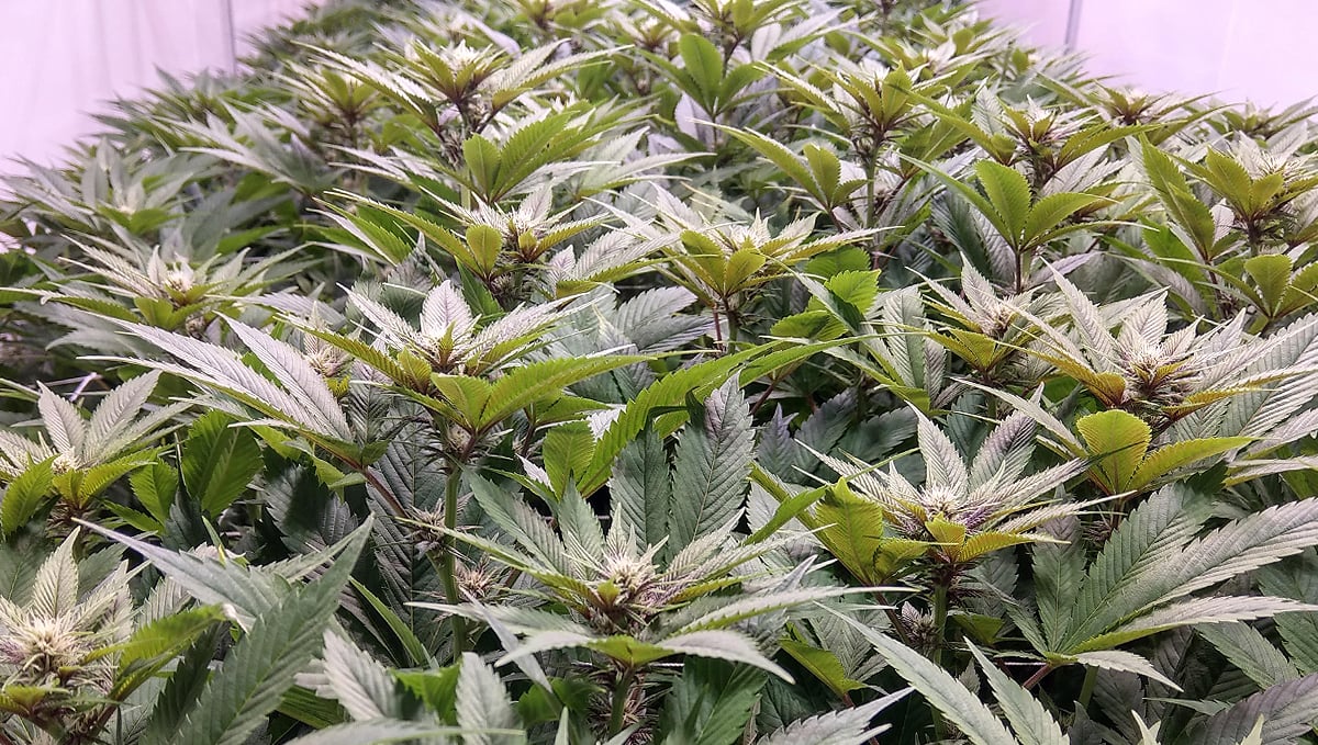 PGR Weed What Is Plant Growth Regulators and How to Spot it Fast Buds