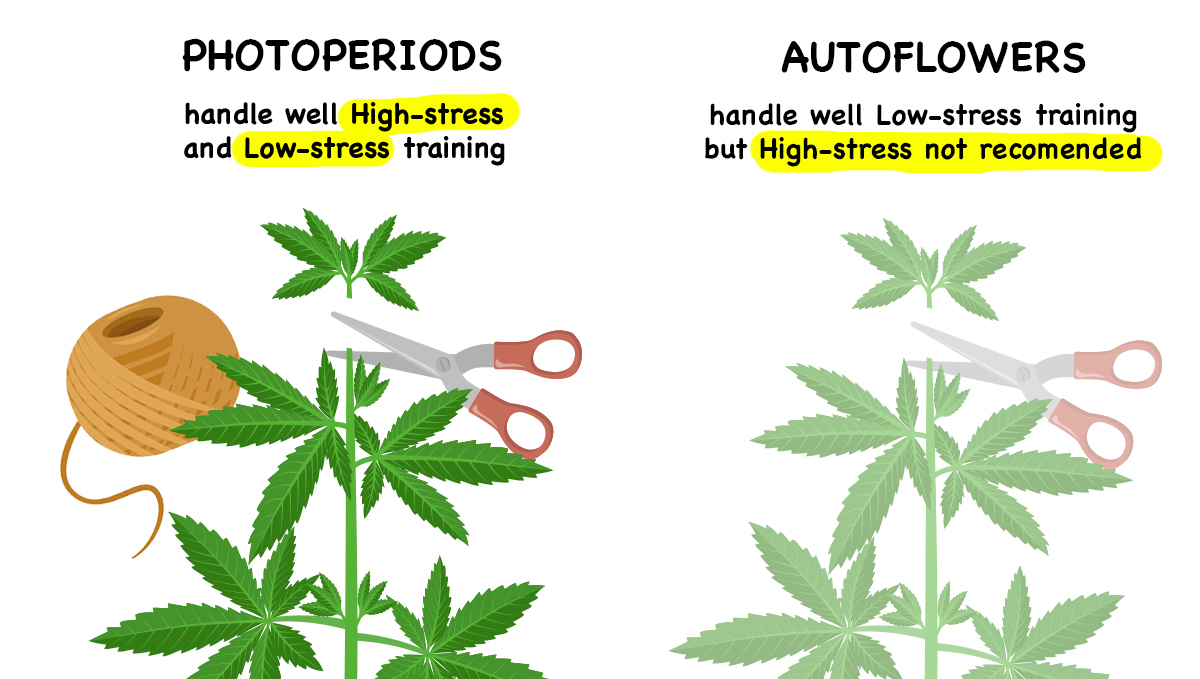 Photoperiod vs. Autoflowers - Which One's Better? - Samonakvétací semínka  konopí Fast Buds
