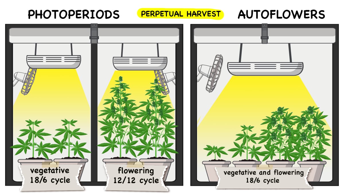 Photoperiod vs. Autoflowers Which One's Better? Fast Buds