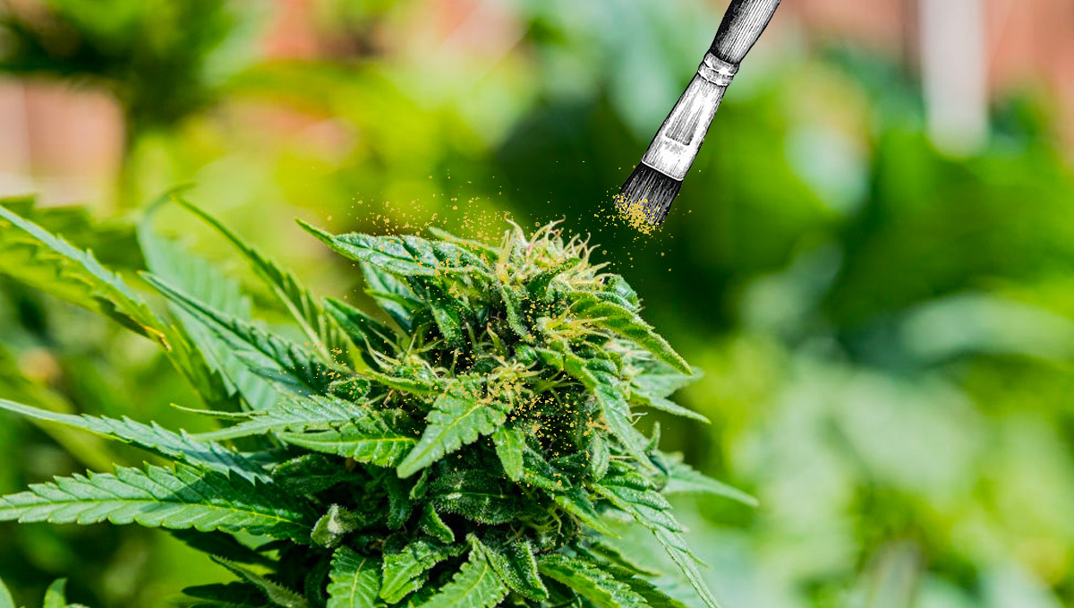 What Is Cannabis Pollen And How To Use It Fast Buds