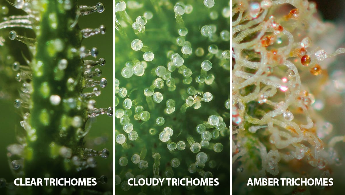 What Are Trichomes And Their Importance Fast Buds