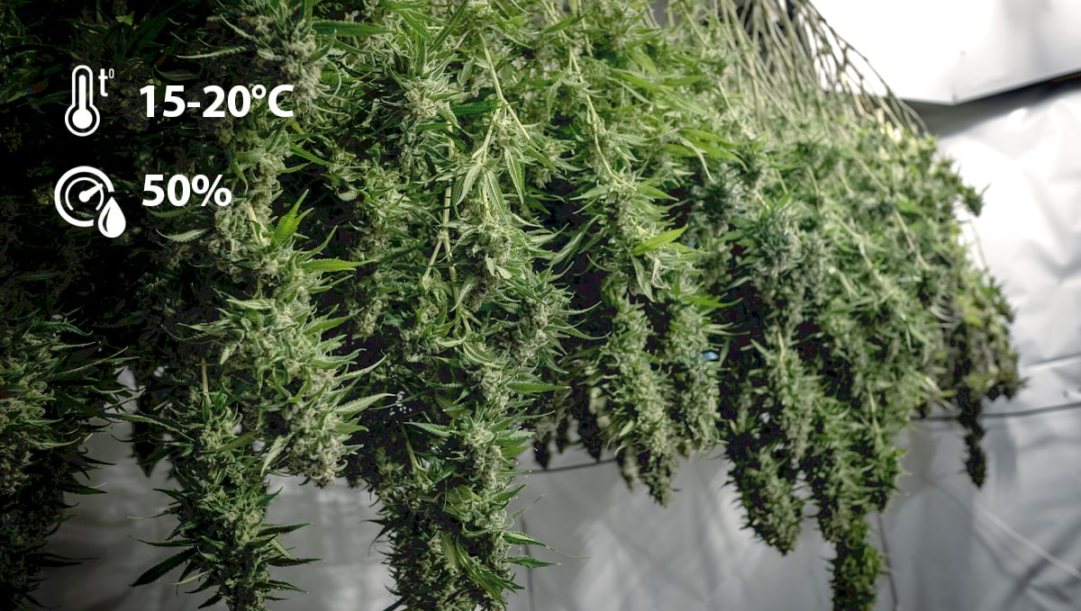 Wie Man Autoflower Richtig Erntet - Fast Buds Autoflowering Hanfsamen