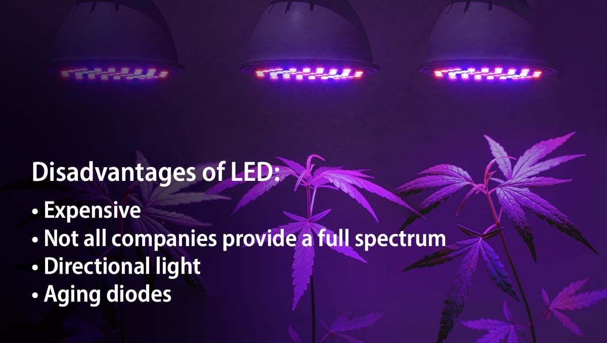 Can You Grow Autoflowers With LEDs? | Fast Buds