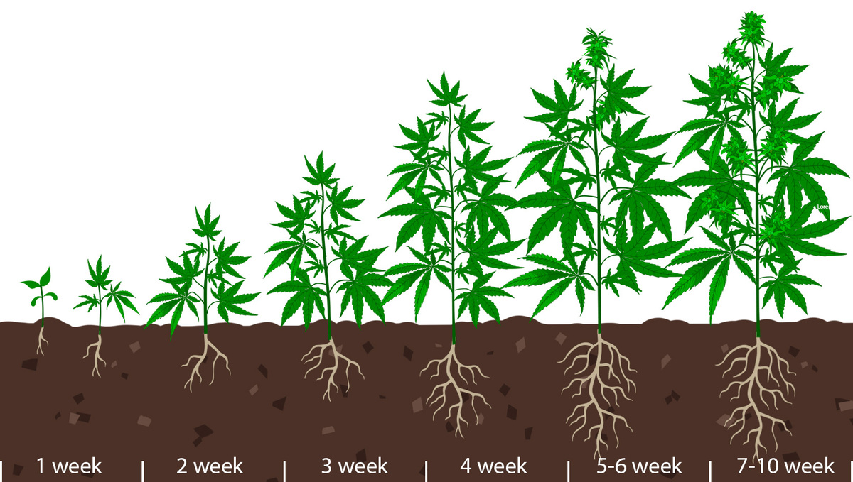 Wie Lange Brauchen Autoflower Von Der Aussaat Bis Zur Ernte? - Fast ...