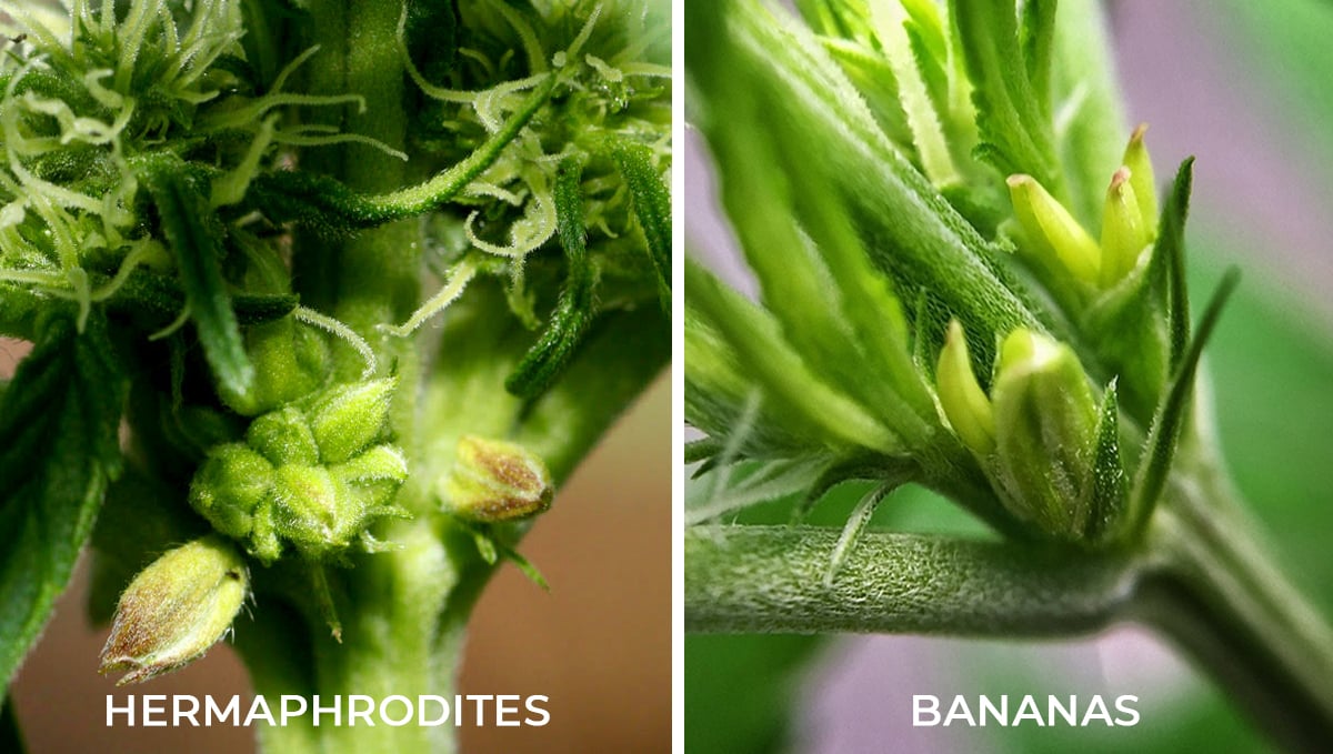 What Causes Bananas Nanners” On Cannabis Buds Fast Buds