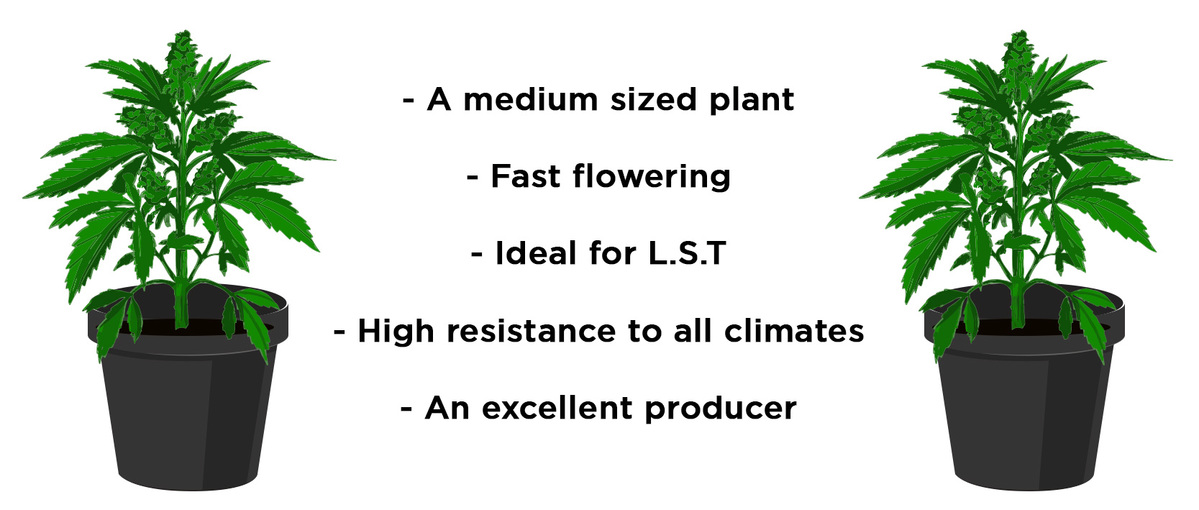 Original Auto Jack Herer Strain History Fast Buds