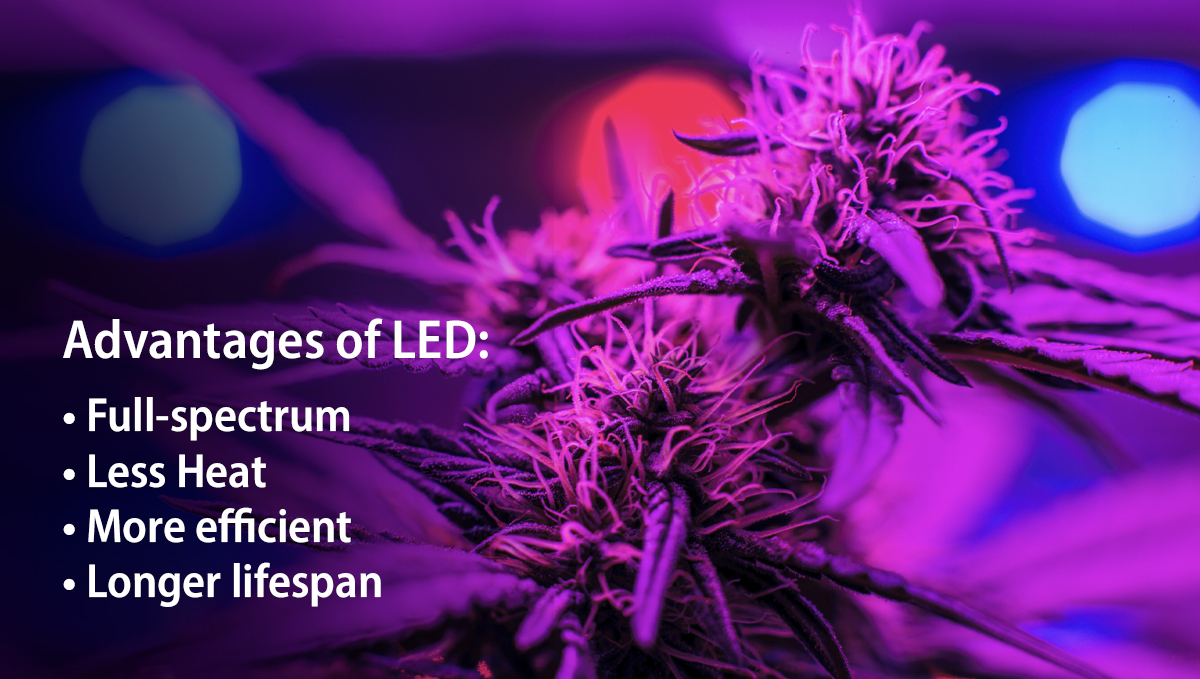 Can You Grow Autoflowers with LEDs? Fast Buds