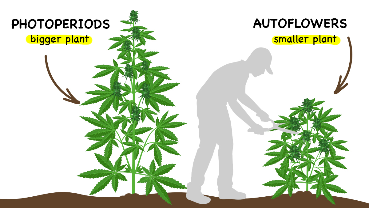 Photoperiod vs. Autoflowers Which One's Better? Fast Buds