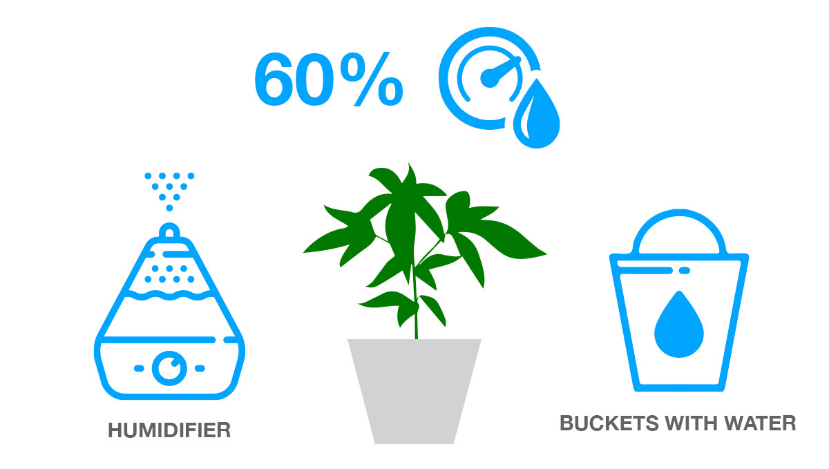 Autoflowering Plant Heat Stress Symptoms Fast Buds