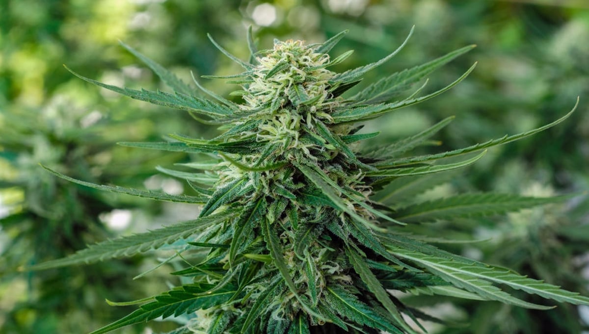 Fattening Up Your Buds For Your Best Harvest Yet | Fast Buds