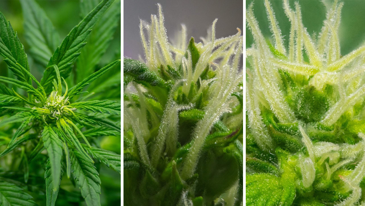 How To Tell When Autoflower Is Flowering WeekbyWeek Grow Fast Buds
