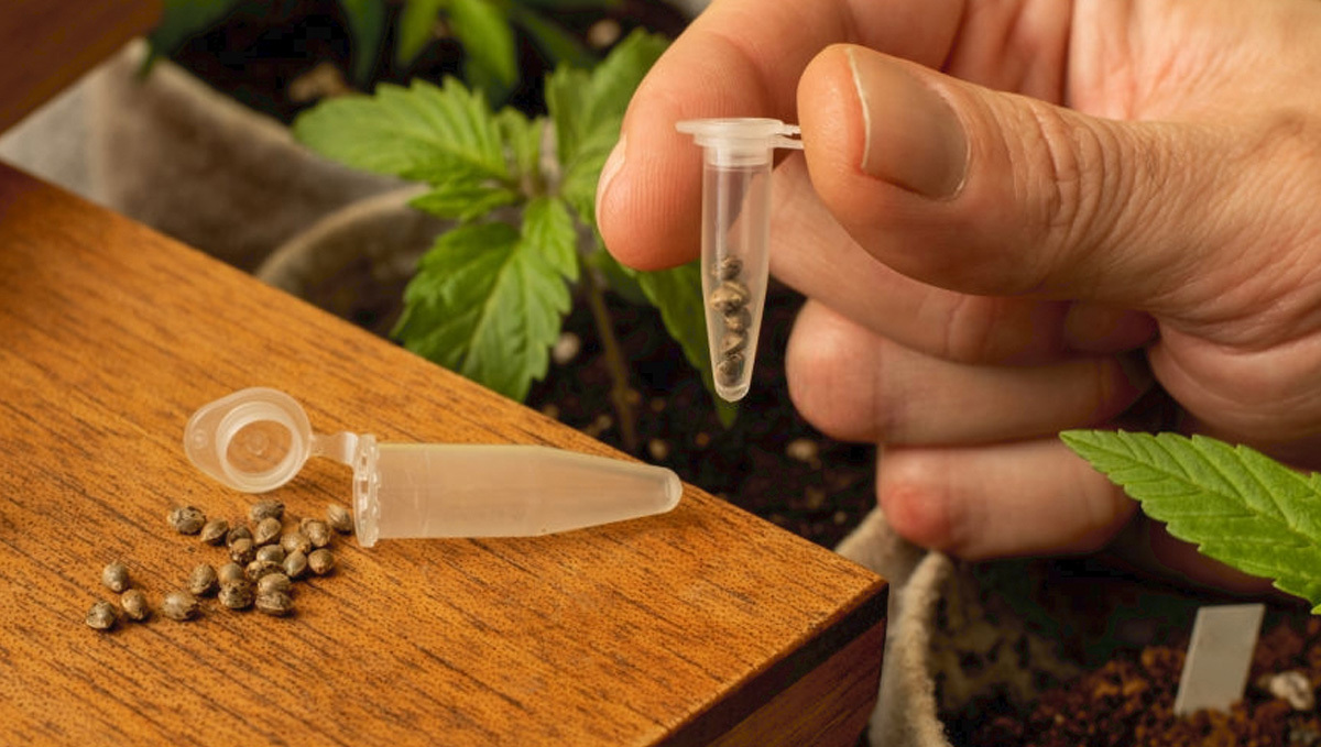 Come Conservare I E Germinare Tuoi Semi Di Cannabis - Semi Di Cannabis ...