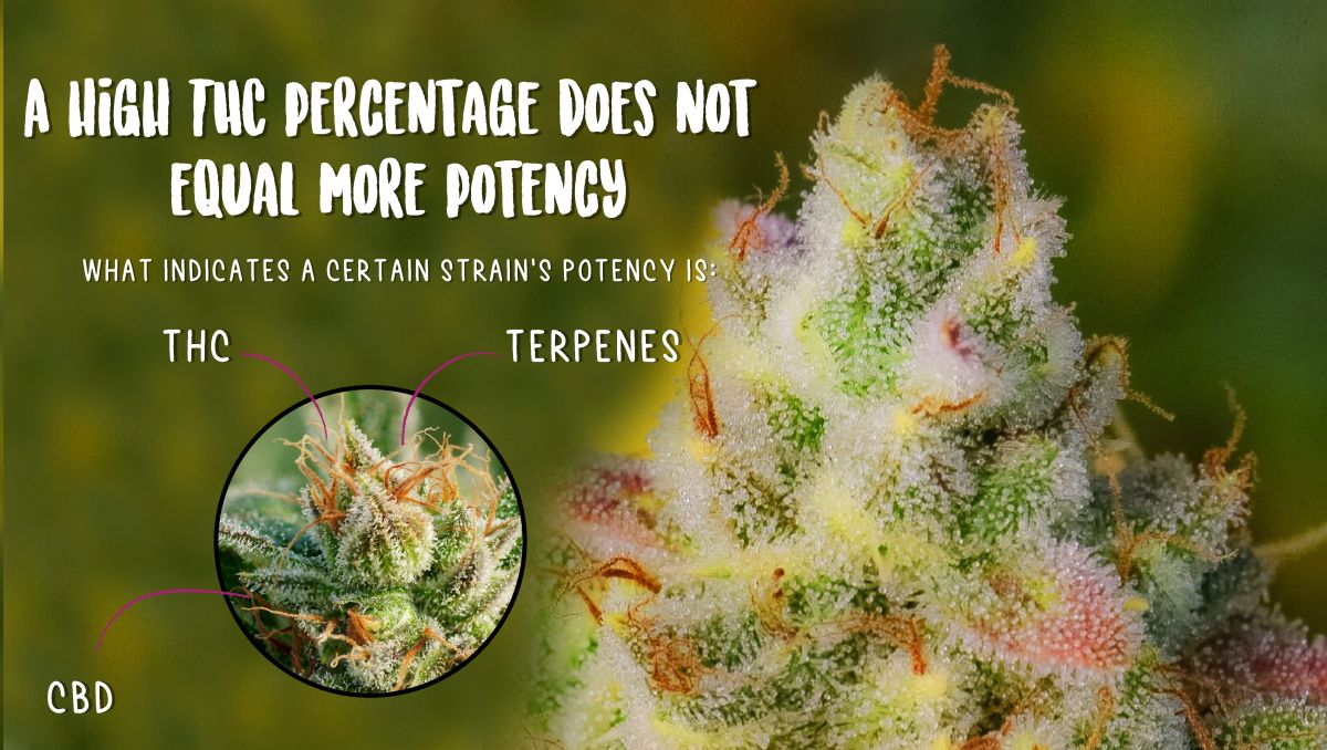 Are Autoflowering Strains Potent? Fast Buds