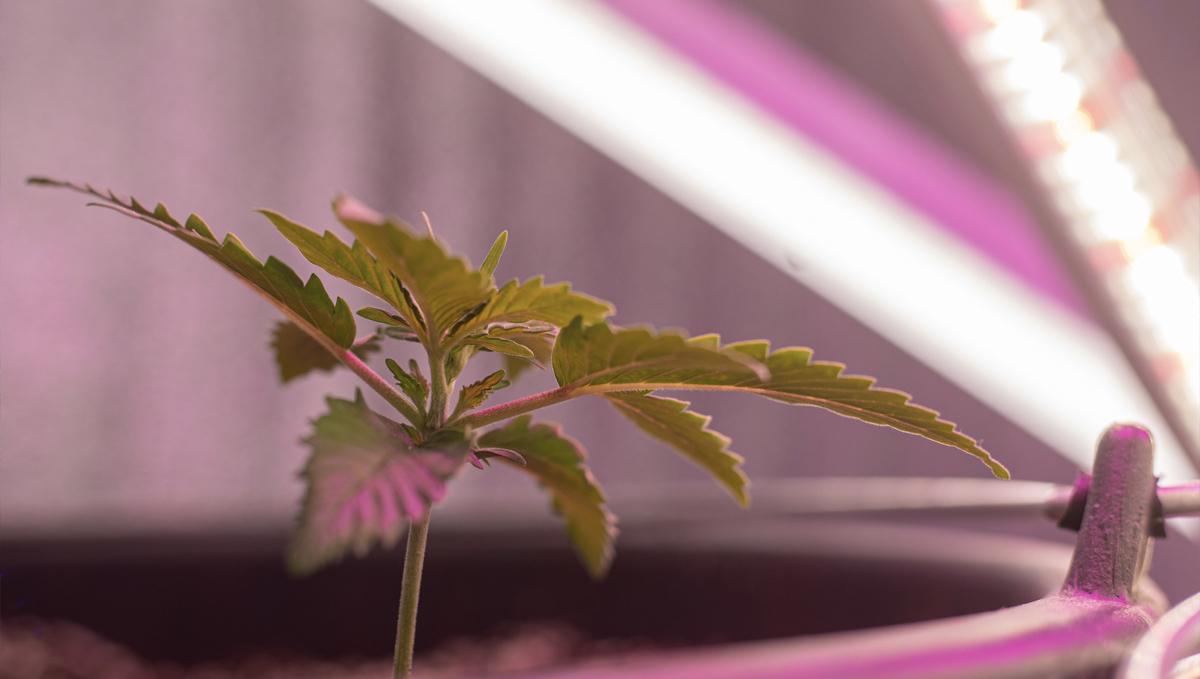 Der beste Lichtzyklus für Autoflower Fast Buds Autoflowering Hanfsamen