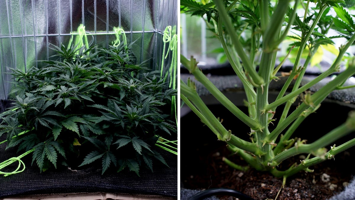 Lollipopping Cannabis Plant Technique For Bigger Buds Fast Buds