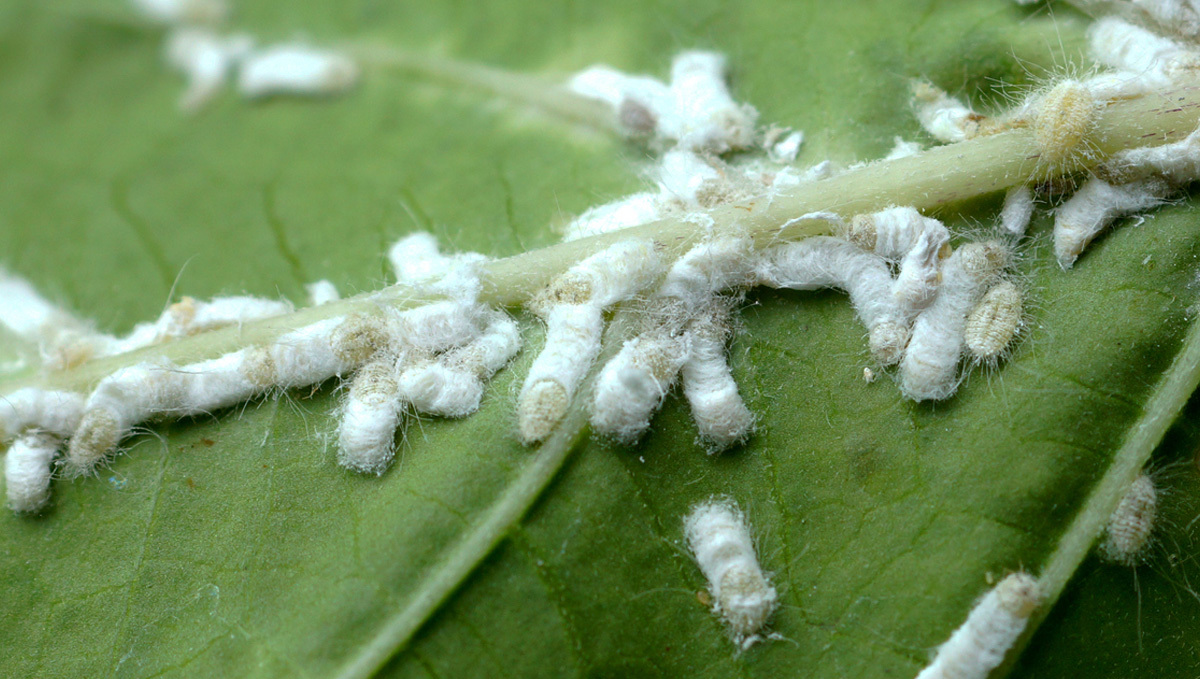 Most Common Pests In Cannabis: Mealy Bugs | Fast Buds