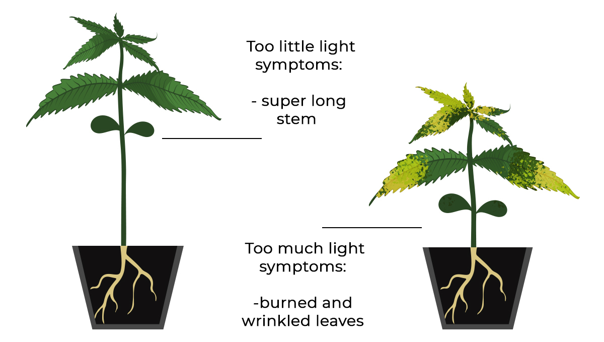 Common Cannabis Seedling Problems and How To Fix Them Fast Buds