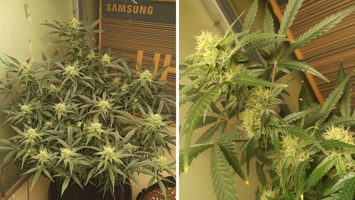 Big Bud Auto Cannabis Strain Week-by-Week Guide | Fast Buds