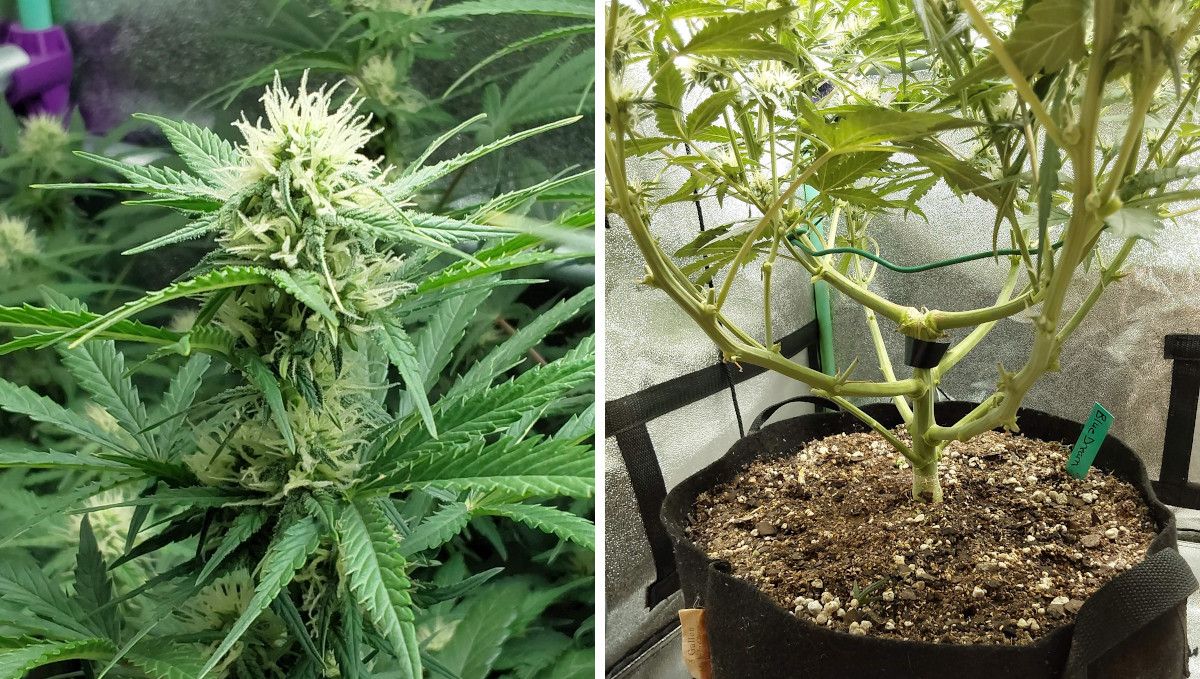 Blue Dream Auto Cannabis Strain WeekbyWeek Guide Fast Buds