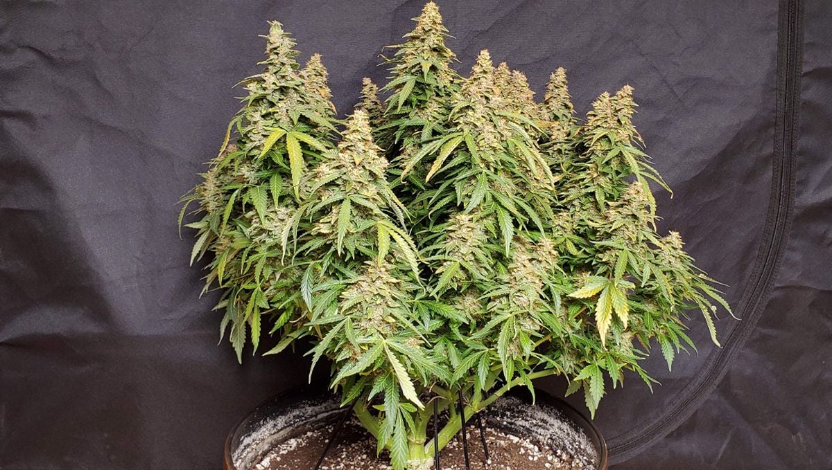 The Top 5 Best Indoor Autoflower Strains Fast Buds