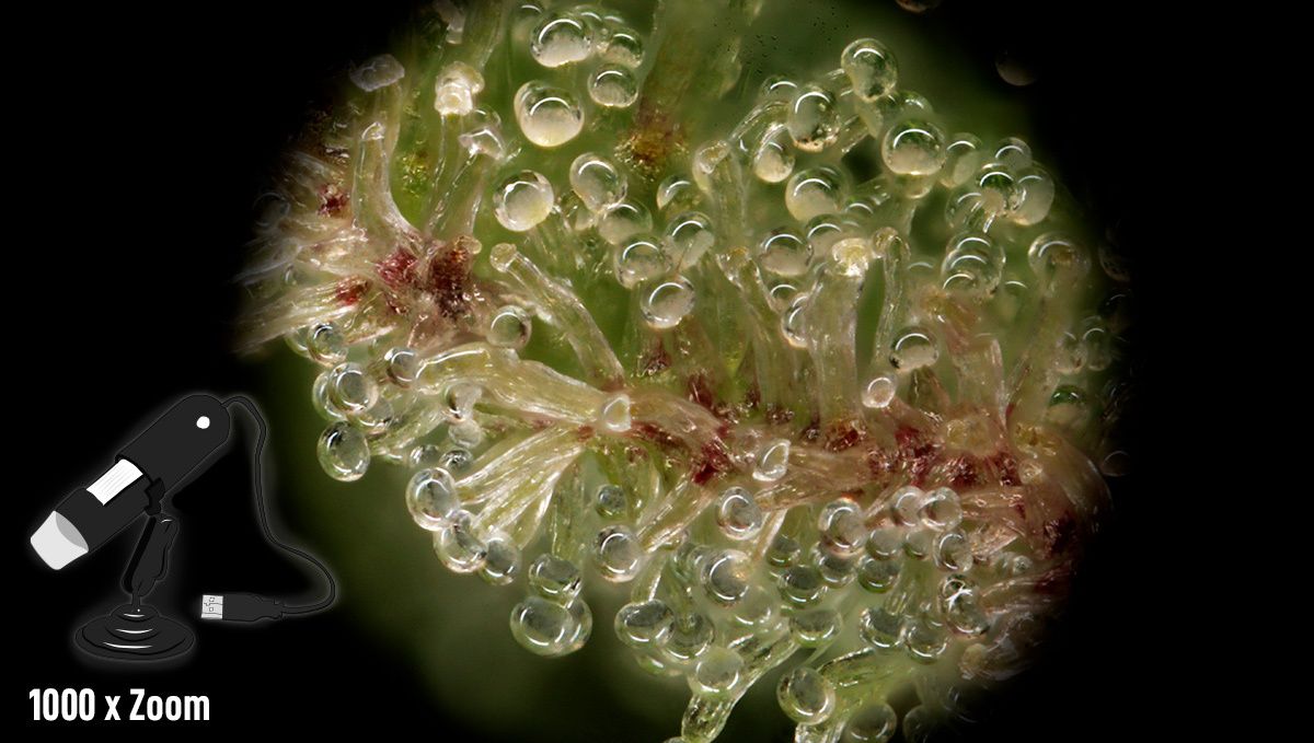 The Best Magnifiers to Identify Trichome Stages Fast Buds