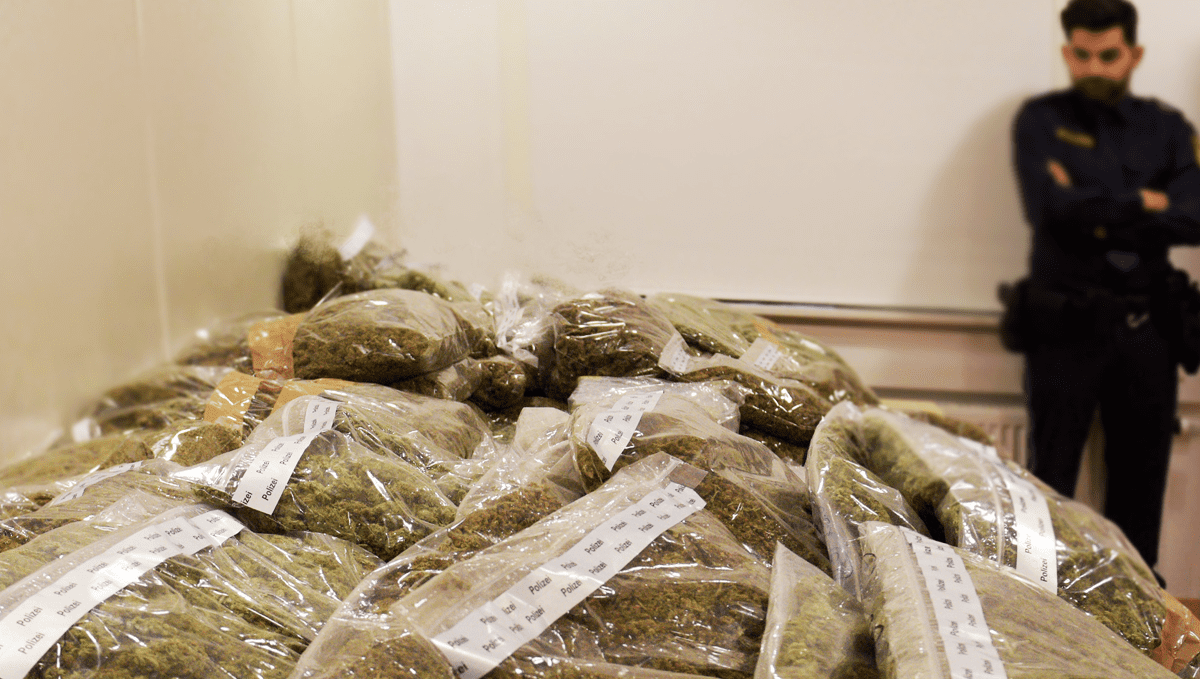 Wed Rats India: Rats Blamed for 400 Pounds of Weed Missing from Evidence Locker ...