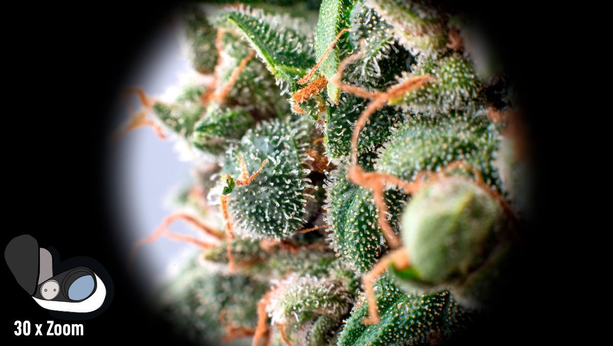The Best Magnifiers to Identify Trichome Stages Fast Buds
