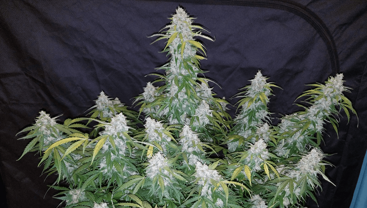 Top 5 Best Outdoor Autoflower Strains Fast Buds