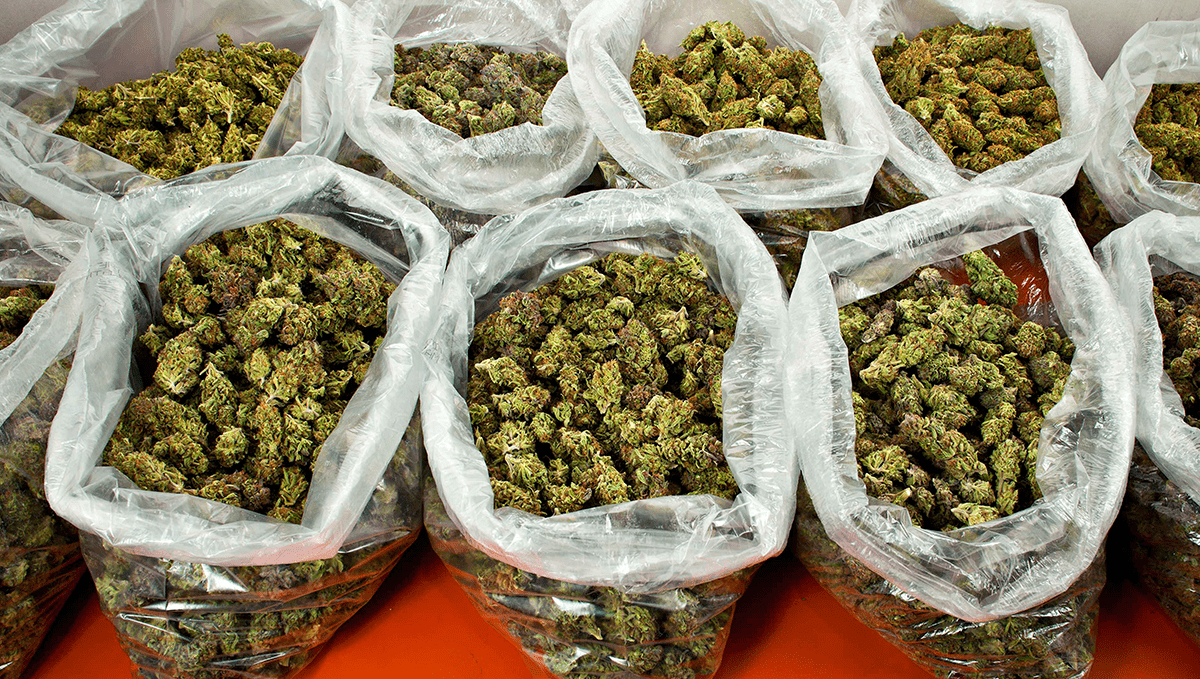 Weed in North Korea Cannabis Legal Status Guide Fast Buds