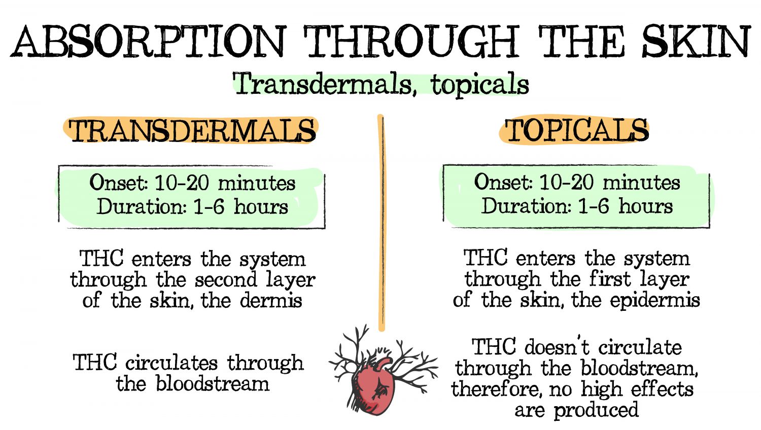 How Cannabis Can Be Absorbed By Our Body Fast Buds
