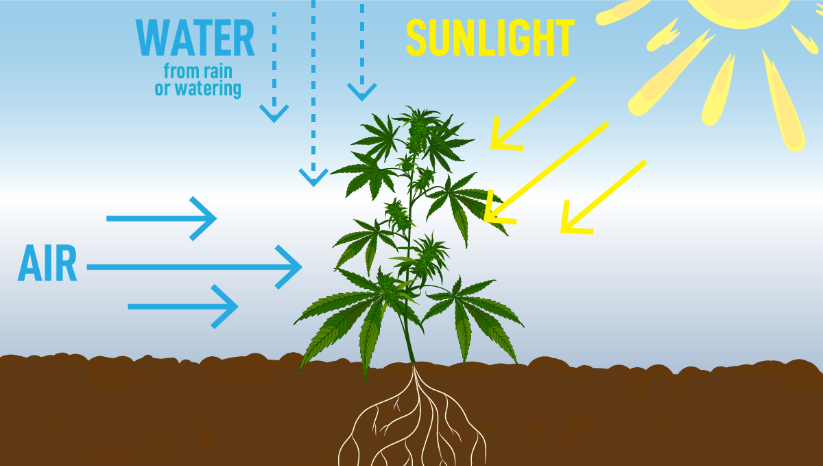 How to Grow Weed at Home? Ultimate Guide 2022 Fast Buds