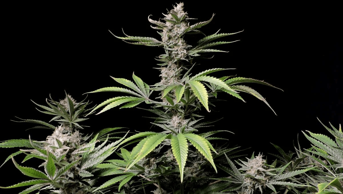 Top 10 Best Outdoor Autoflower Seeds UK 2023 Fast Buds