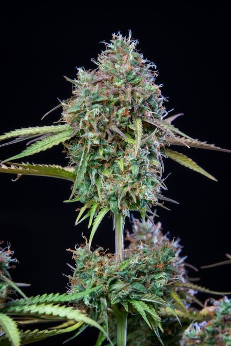 Trainwreck Auto Cannabis Seeds – Buy Trainwreck Strain | Fast Buds