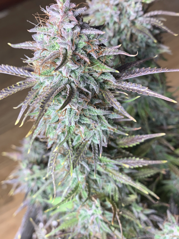Buy Cream Cookies Auto Cannabis Seeds Fast Buds