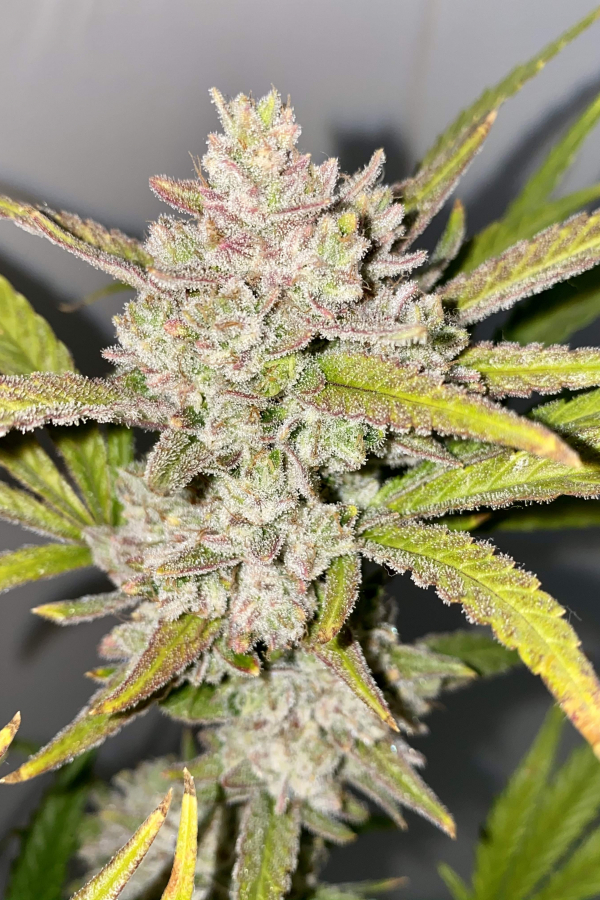 Buy Strawberry Pie Auto Cannabis Seeds Fast Buds