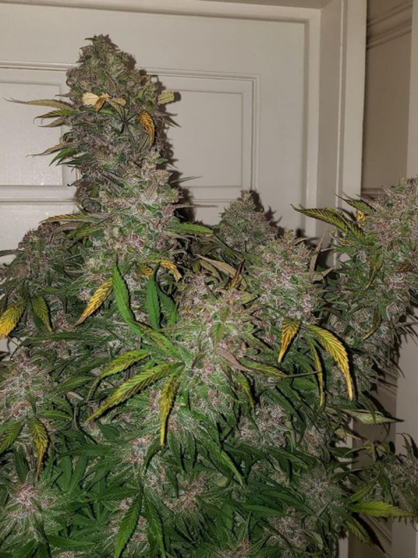 C4 Auto Feminised Seeds - Fast Buds Autoflowering Cannabis Seeds