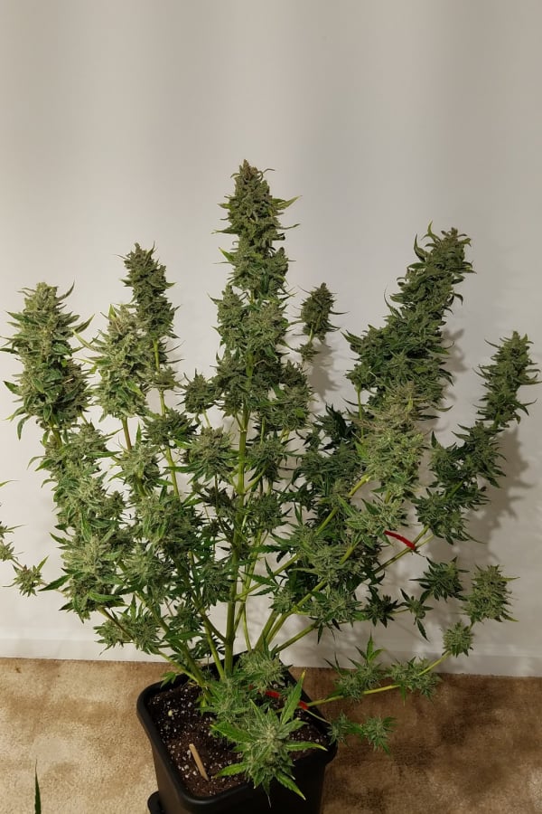 Buy G14 Auto Cannabis Seeds 