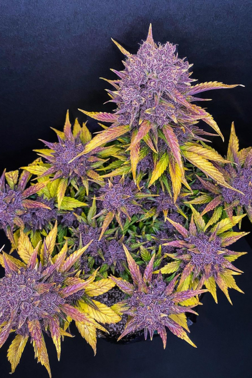 Purple Lemonade