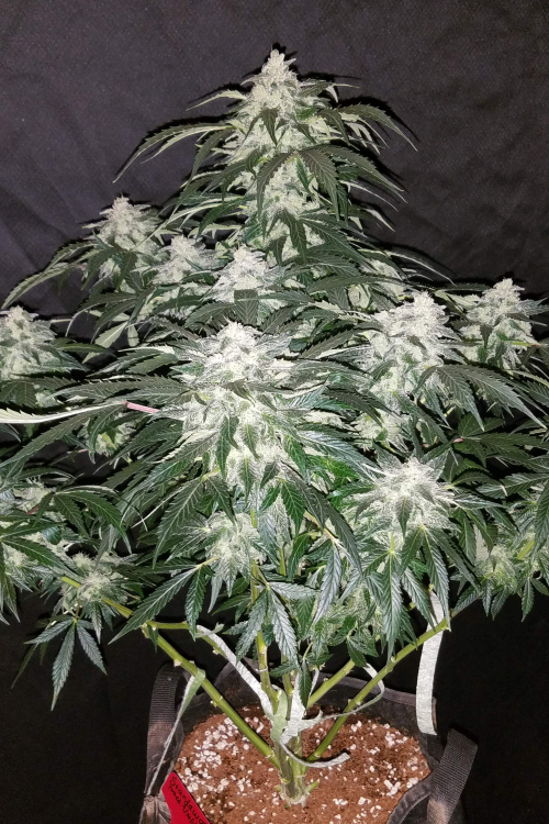 Stardawg